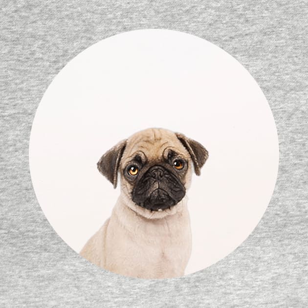 Puggly the Pug Dog by Vin Zzep